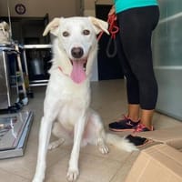 freundlicher Bud, Hund zur Adoption
