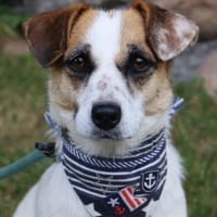 Jacky- 7 kg pure Lebensfreude, Hündin zur Adoption
