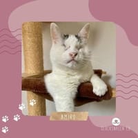 Kater Amiro liebt seine Menschen sehr, Kater zur Adoption