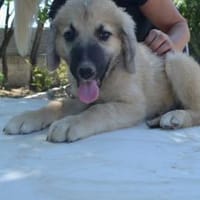Rüde Momo sucht eine Familie, Hund zur Adoption