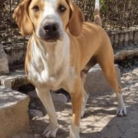 Toni - auf Pflegestelle in 47652 Weeze, Hund zur Adoption