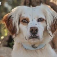 PALOMO, Hund zur Adoption