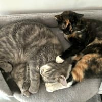 Zwei Schmusetiger suchen gem. Zuhause, Katze zur Adoption