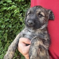 Sambo sucht ein Zuhause, Hund zur Adoption