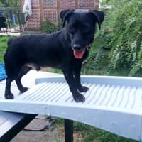Hannes aufgeschlossener Begleitdrops, Hund zur Adoption