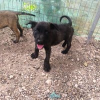 Vega, Hund zur Adoption