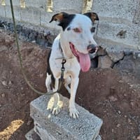 Pancho, Hund zur Adoption