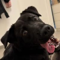 Ace sucht dringend ein Zuhause, Hund zur Adoption