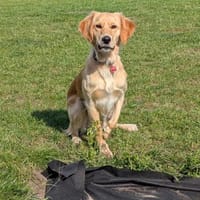 Der sensible Sammy sucht seine Menschen, Hund zur Adoption