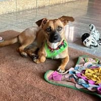Nelly - die niedliche junge Hündin, Hündin zur Adoption