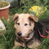 Wer gibt Isi eine Chance ?, Hündin zur Adoption