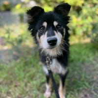 Cooper , ein freundlicher kleiner Hund, Hund zur Adoption