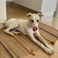 Nancy sucht ein Zuhause von D aus, Hündin zur Adoption