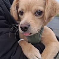 Luna die Süße!, Hündin zur Adoption