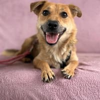 ✨ Maira  eine sanfte Hündin mit Herz, Hündin zur Adoption