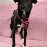 🌸 Mina  zart wie ein Rehlein, Hündin zur Adoption