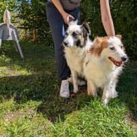 Dreamteam im Doppelpack bei München!, Hund zur Adoption