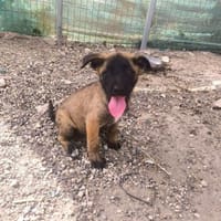 Veronica, Hündin zur Adoption