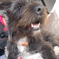 Nala, Hündin zur Adoption