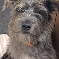 Murphy, Hund zur Adoption