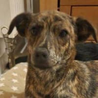 Hundmädchen SHEILA, Hündin zur Adoption