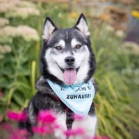 Aurora - sportliche Hündin, Hündin zur Adoption