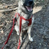 Ruhiges Zuhause für Nyura gesucht, Hündin zur Adoption