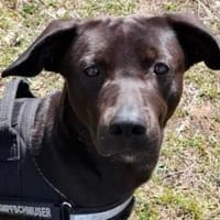 Patch Neugieriger Jungspund sucht dich!, Hund zur Adoption
