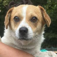 Levi, ein neuer Start, ein neues Glück, Hund zur Adoption