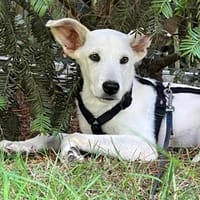 Billa  ein echter Schatz sucht dich 🌟, Hündin zur Adoption