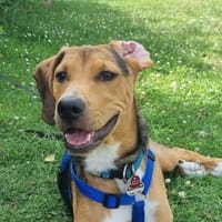 Tadeus  sucht sein Körbchen 🐶, Hund zur Adoption