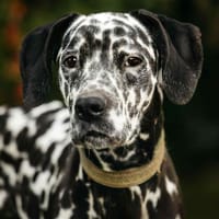 Wunderbare Becky sucht ihr Zuhause, Hündin zur Adoption