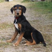 Talia - eigene Familie gesucht, Hündin zur Adoption
