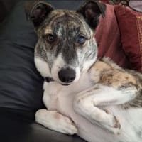 Amelia - freundliche Familienhündin, Hündin zur Adoption