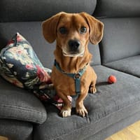 Morszi, Hund zur Adoption