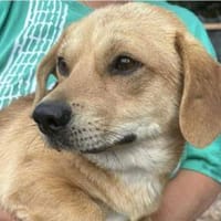 Elio, Sensibelchen sucht wieder Nähe, Hund zur Adoption