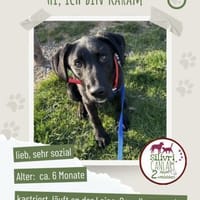 Karam sucht ein zu Hause, Hund zur Adoption