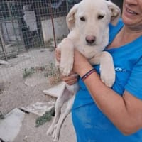 Elaine sucht Hundemenschen, Hündin zur Adoption