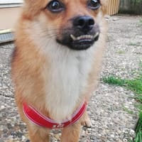 Der kleine Muck sucht seine Familie, Hund zur Adoption
