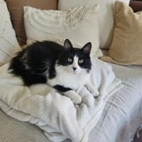 toller Kater Mighty in Bodenheim bei MZ, Kater zur Adoption