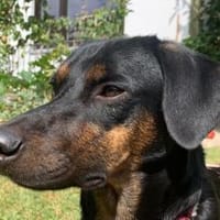 Axel Junior - PS in 53347 Alfter, Hund zur Adoption