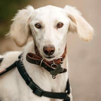 Zärtliche Lina sucht liebevolles Zuhause, Hündin zur Adoption
