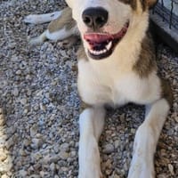 Lexis  Wirbelwind und Herzenseroberin💘, Hündin zur Adoption