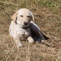 Peter - wo finde ich mein Körbchen?, Hund zur Adoption