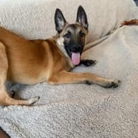 Süße Perla wartet auf dich, Hündin zur Adoption