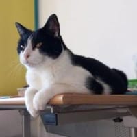 Cielo - freiheitsliebend und anhänglich, Kater zur Adoption