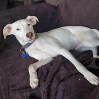 Schneeweißer Welpenjunge Zuko, Hund zur Adoption