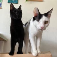 Peppa und Sally aus dem Tierschutz, Katze zur Adoption