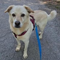 Pancho - Notfall -, Hund zur Adoption