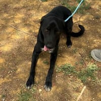 charmante Cloe, Hündin zur Adoption